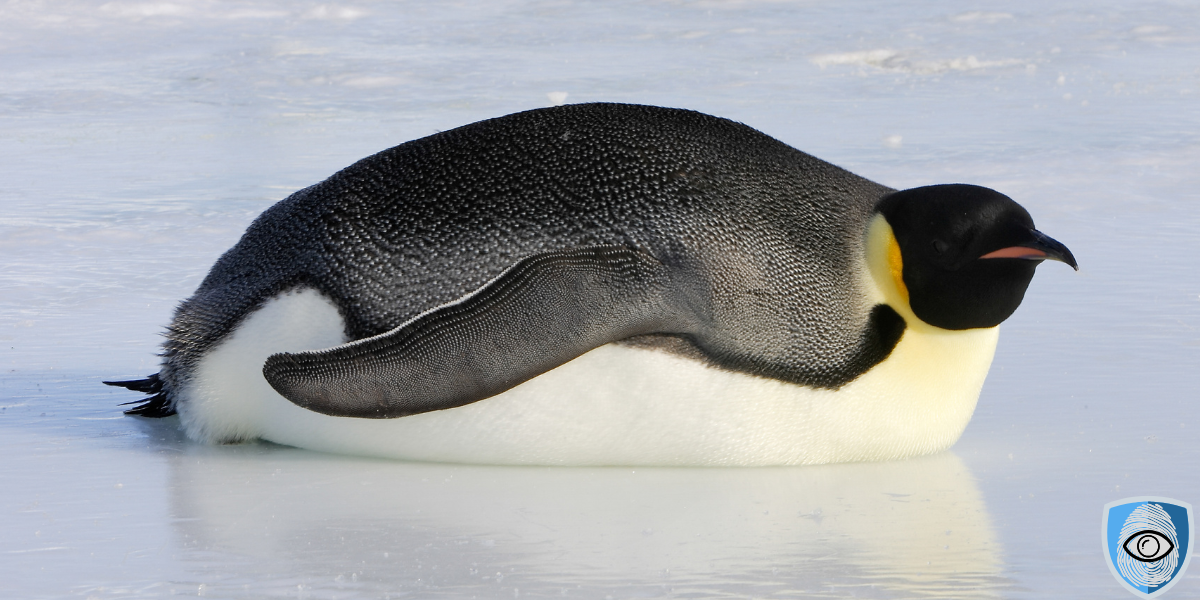 Linux Commands Dla Analityków Bezpieczeństwa – Pełny Przewodnik Z Przykładami